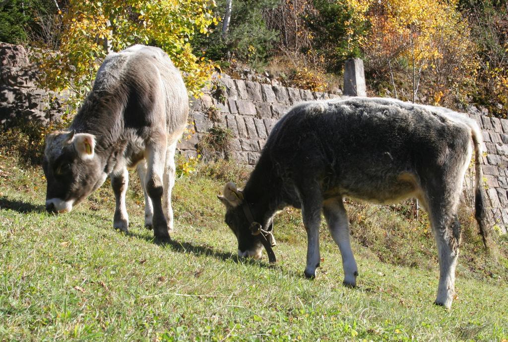 Agritur Fior Di Bosco 호텔 Valfloriana 외부 사진